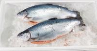 Форель морская охлажденная 1-2кг потрошёная Мурманск Форель морская охлажденная 1-2кг потрошёная Мурманск