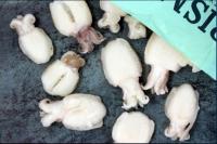 Каракатица с/м