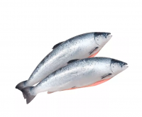 Форель охлажденная 4 кг - 5 кг