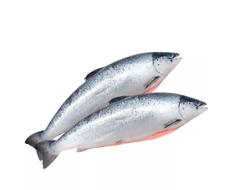 Форель охлажденная 4 кг - 5 кг